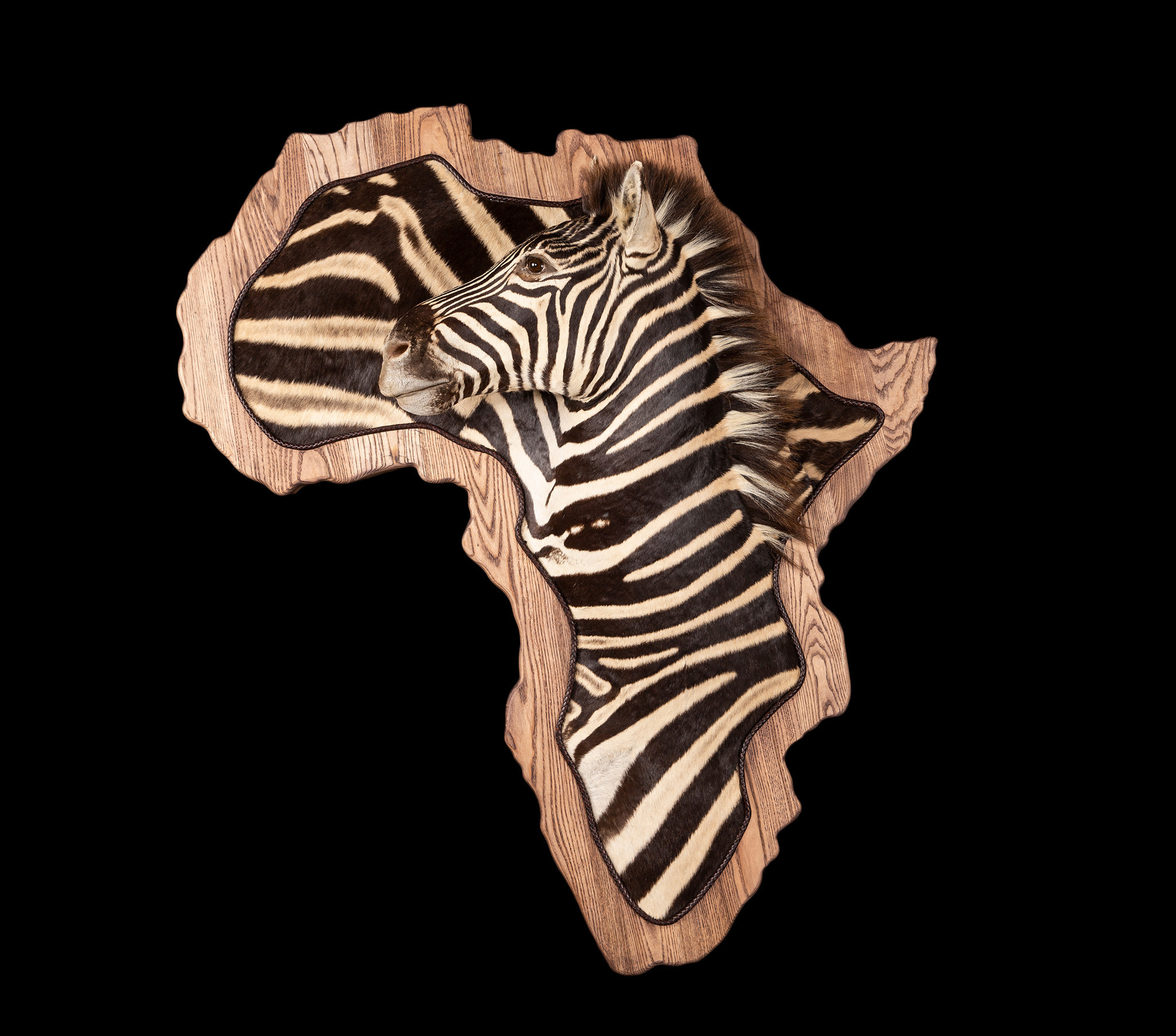 Zebra Wall Pedestal Splitting Image Taxidermy